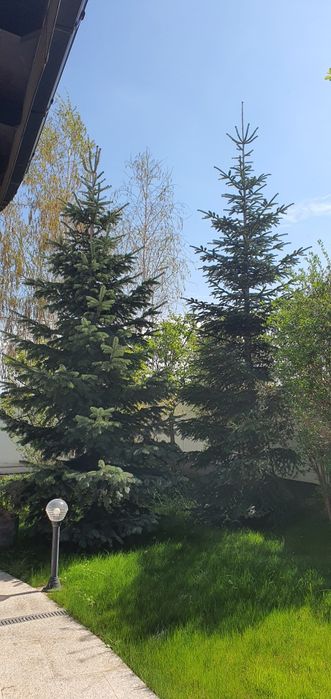 Vine vremea lor. In Octombrie e sezonul...