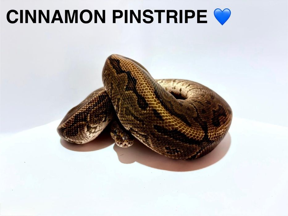 Cauta casa primitoare