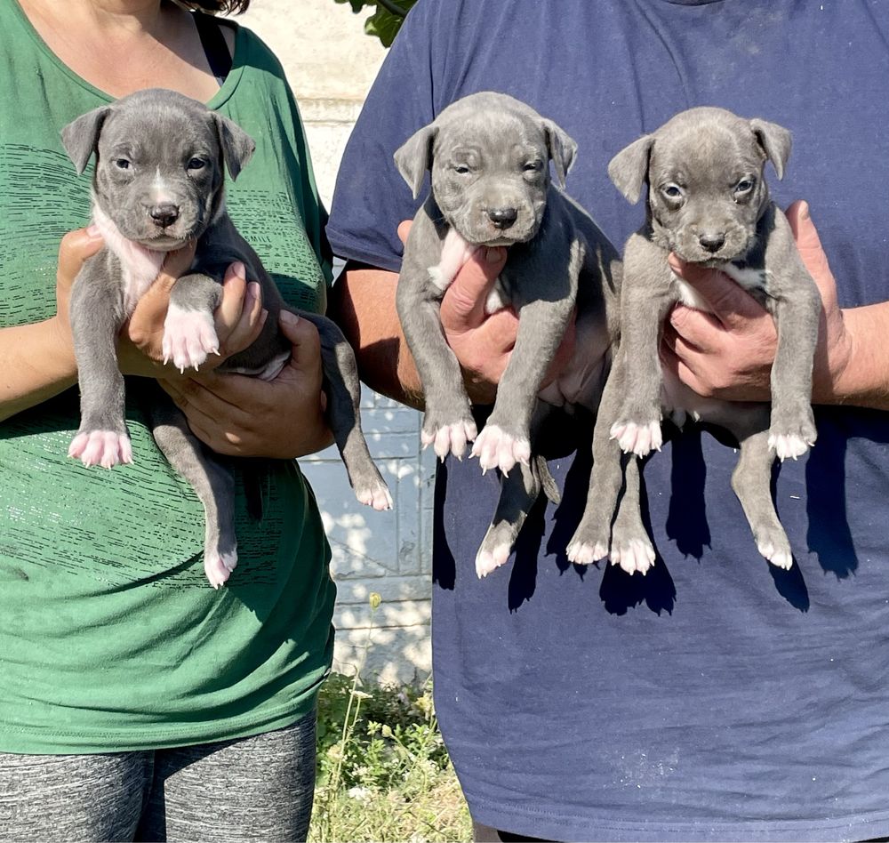 Американски син питбул /American pitbull blue nose