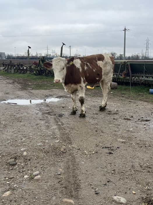 Vitea baltata romaneasca