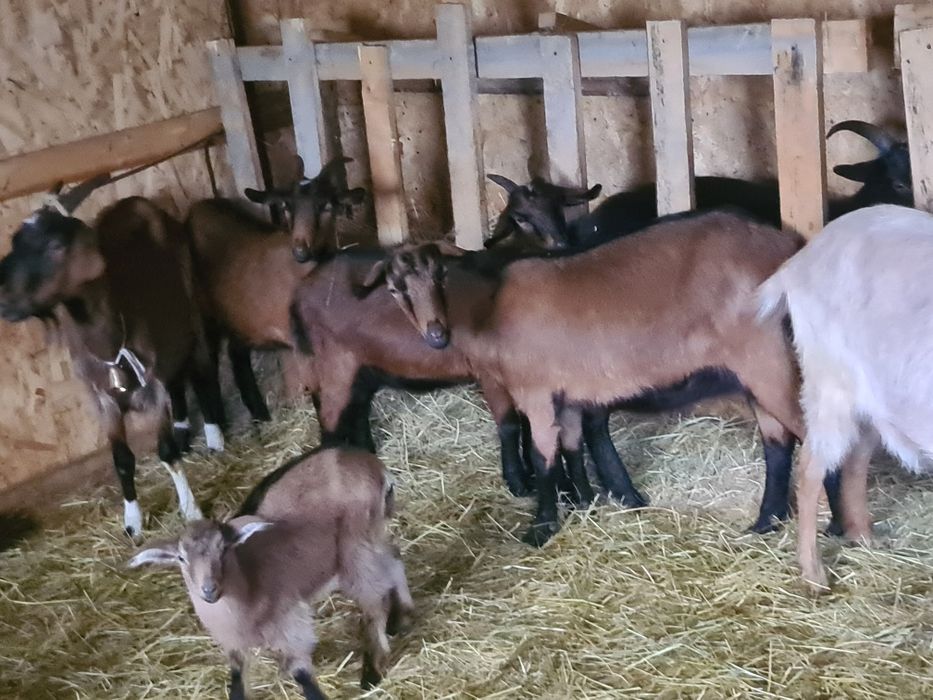 Capre alpin franceze