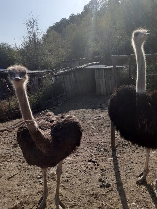 Vând o pereche de struți. Vârstă 2 ani .