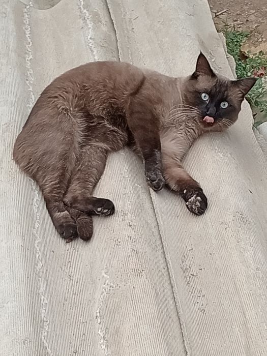 Баселлга келин қидиряпмиз