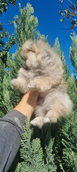 Померан мини померанче