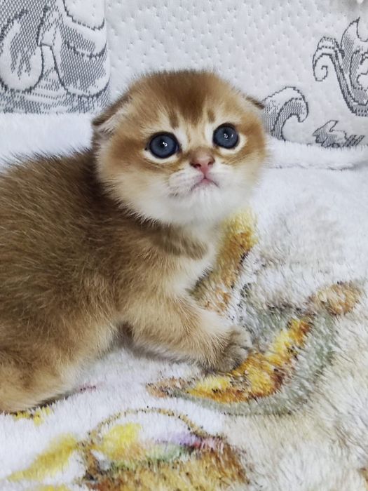 Scottish straight și scottish fold  gold.