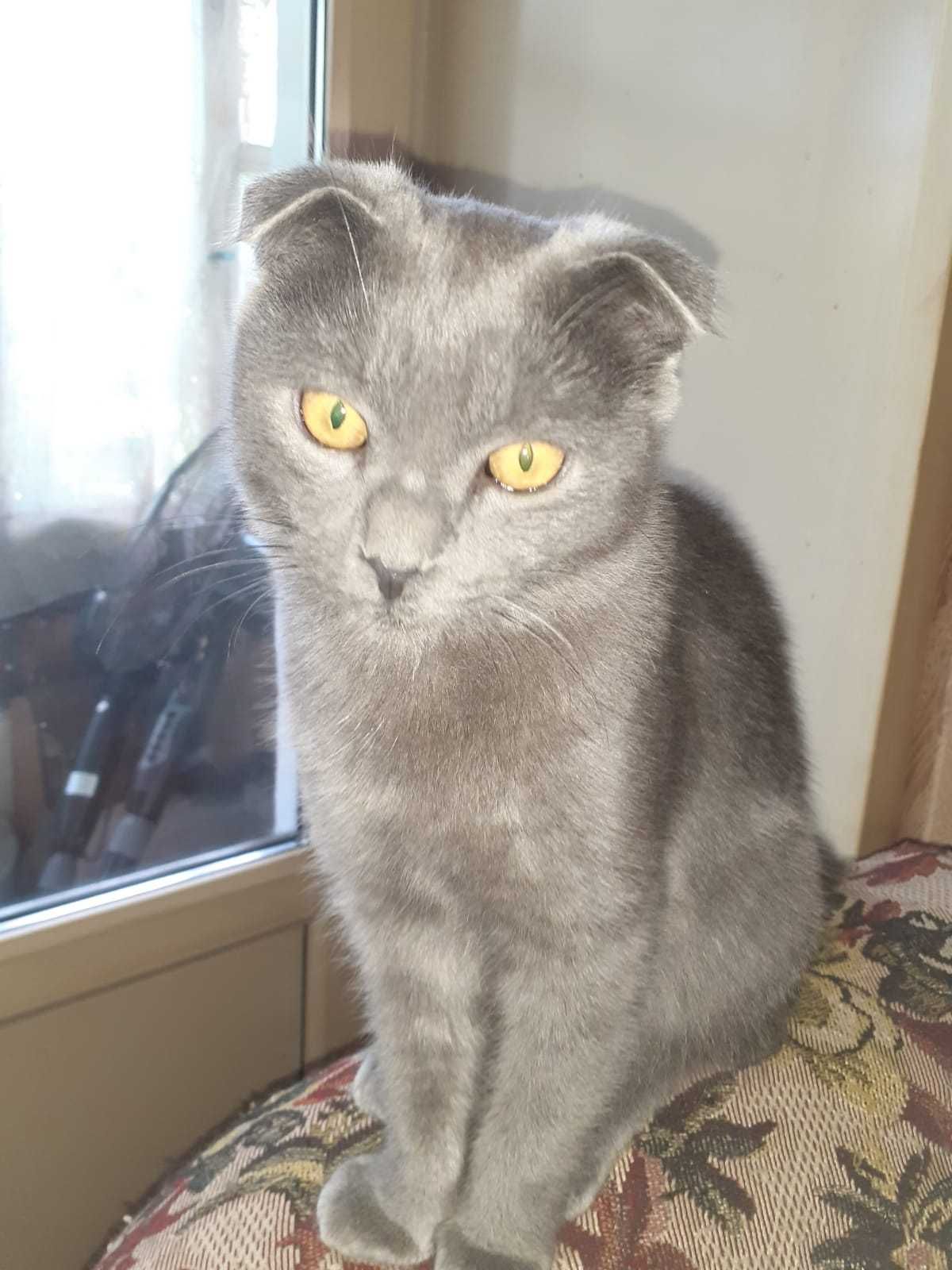 Продам котёнка,вислоухий,мальчик,8мес,шотландец, Так же, котят 3 мес.