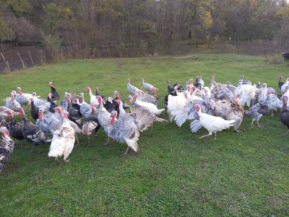 Vând curcani și curci de tara