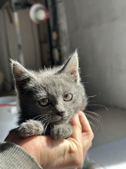 Котёнок подкидыш ищет дом