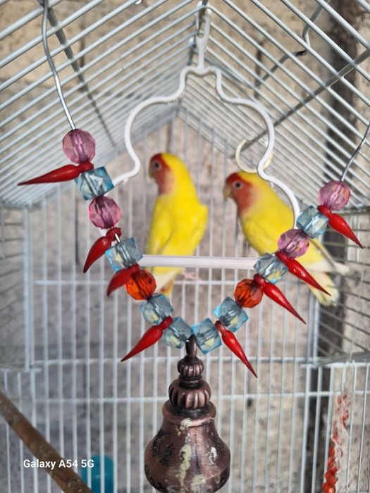 Неразлучки попугайчики тути куш