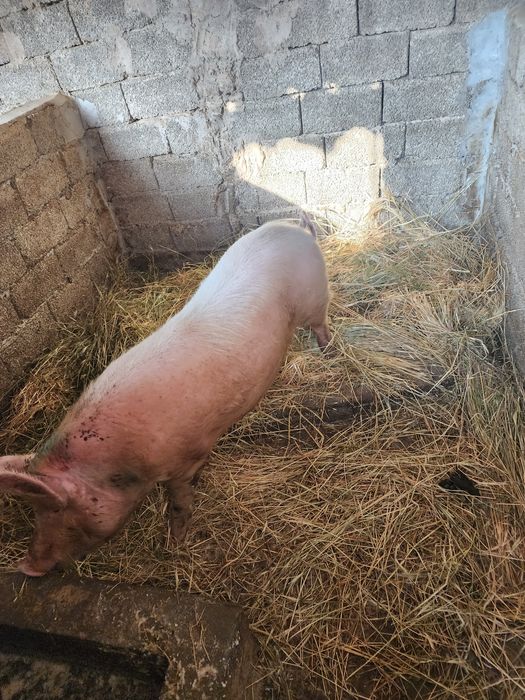 Продаю свиней домашние