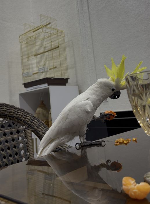 Продаётся весёлый папагуй Какаду знает окола 50+слов и ещё надо учить!