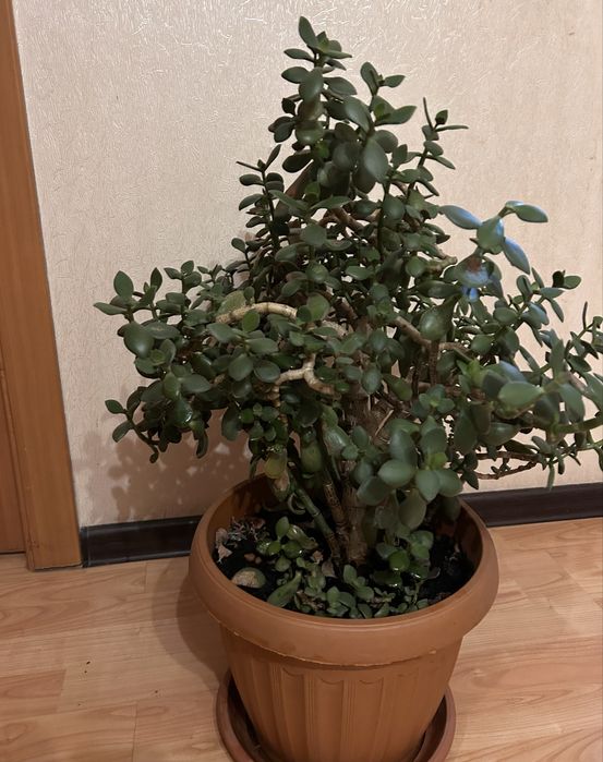 Продаю  , денежное дерево!