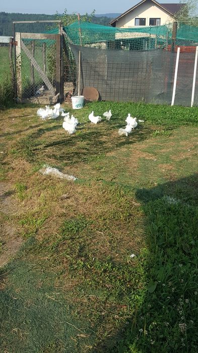 De vanzare porumbei curcanasi