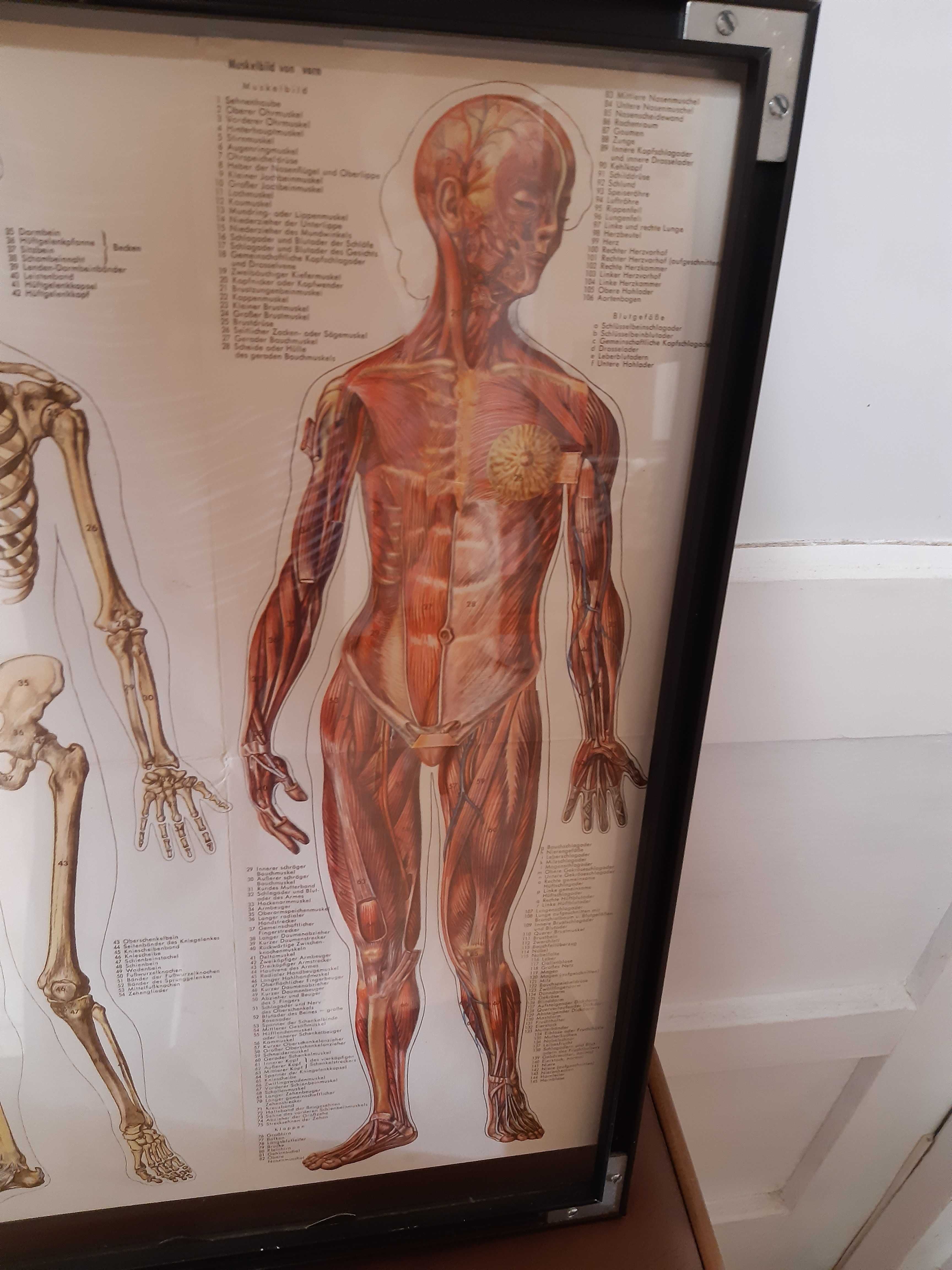Tablou cu doua fete, anatomia corpului uman, inaltime 49cm