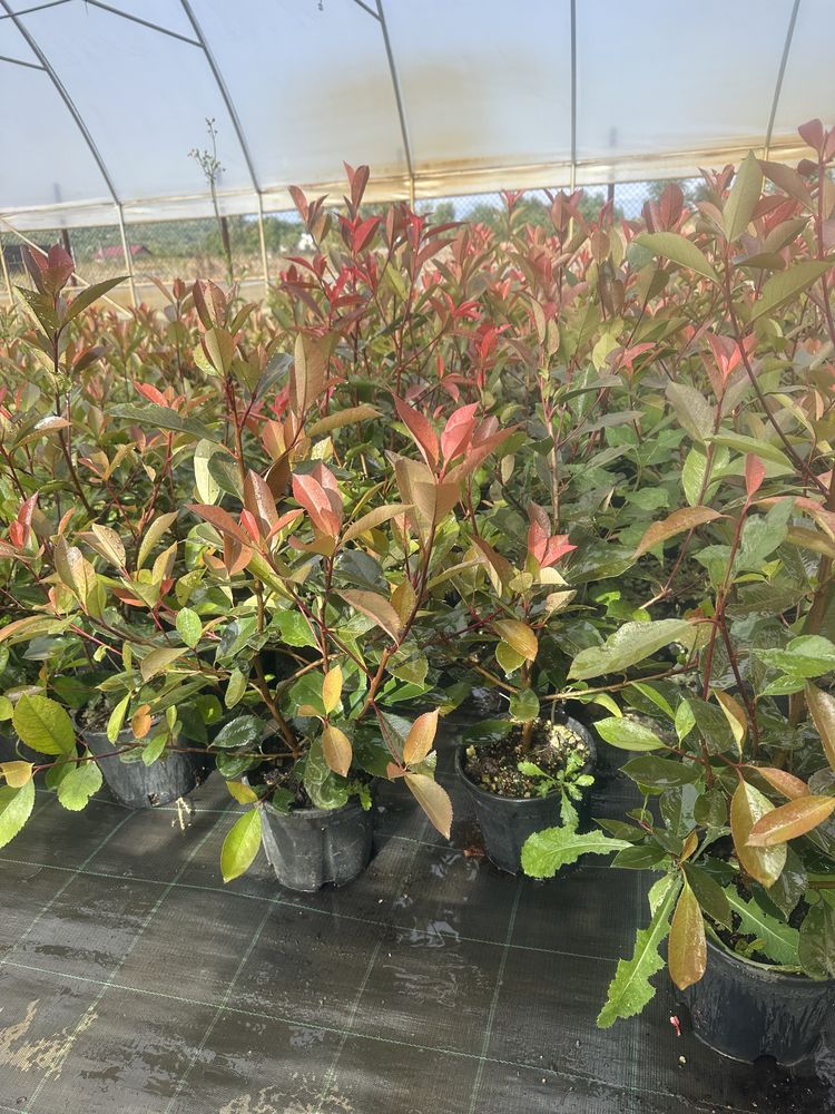 Leilandy verde pentru gard viu, PhotiniA red robin