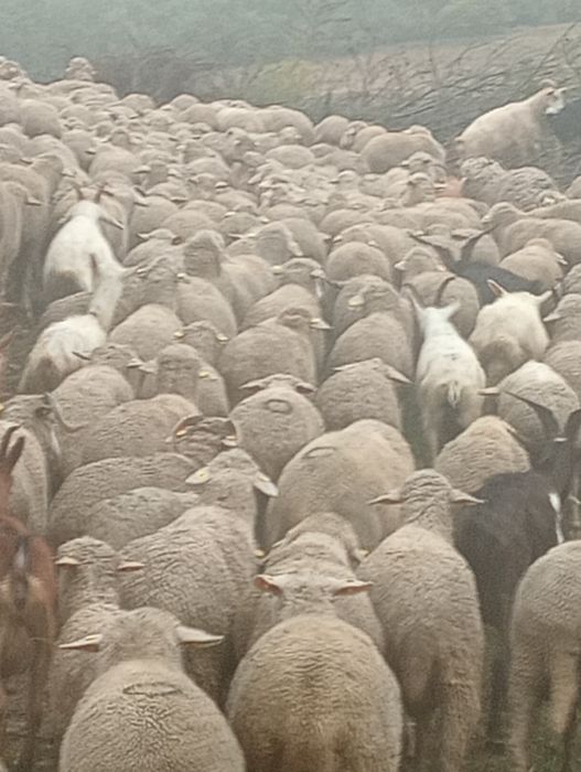Vând oi,capre,berbeci și țapi.