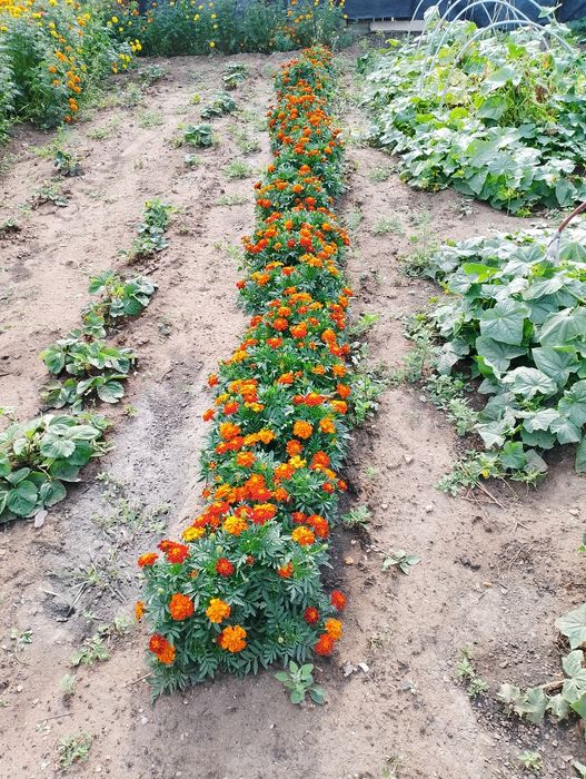 Продам дачу в обществе Рассвет.