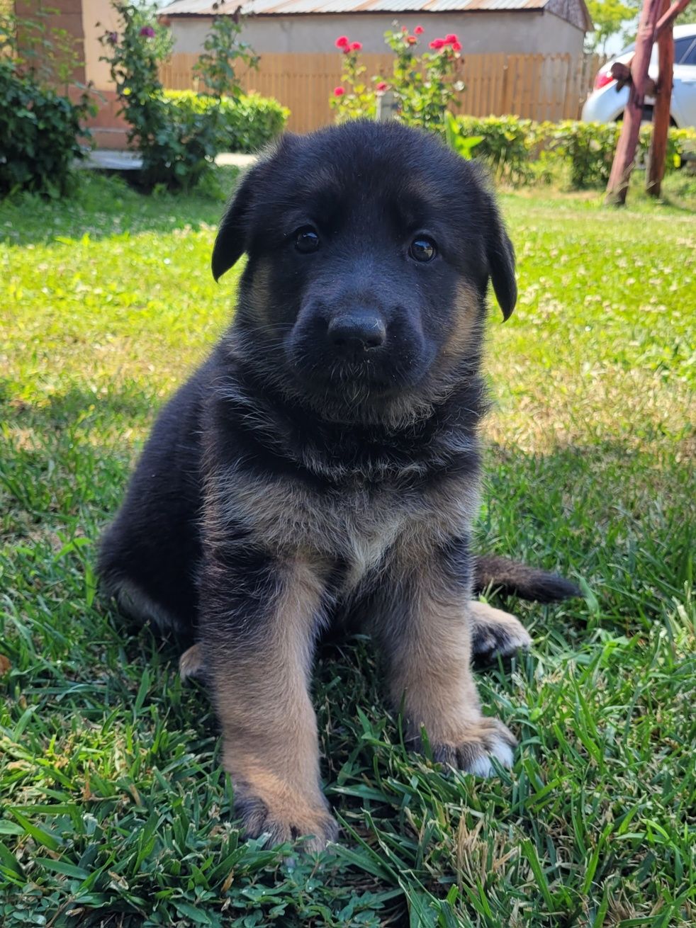 Pui Ciobanesc german