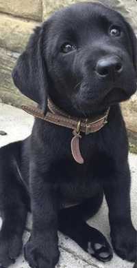 Labrador retriever b/f  negru