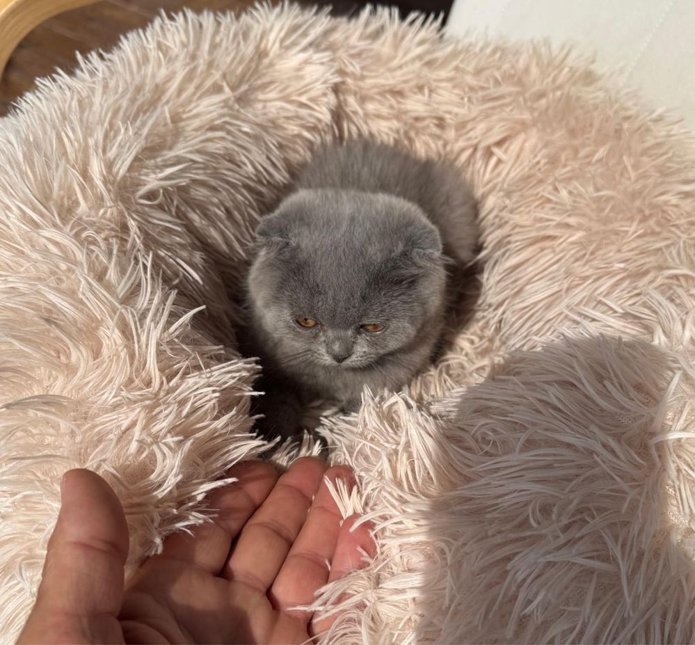 Шотландски късокосмести клепоухи котенца