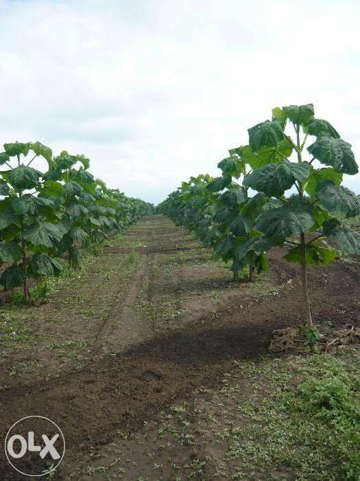 Paulownia tomentosa