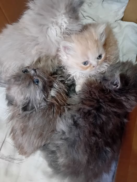 Персийски котки женски и мъжки