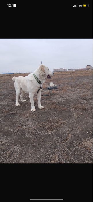 Продается алабай