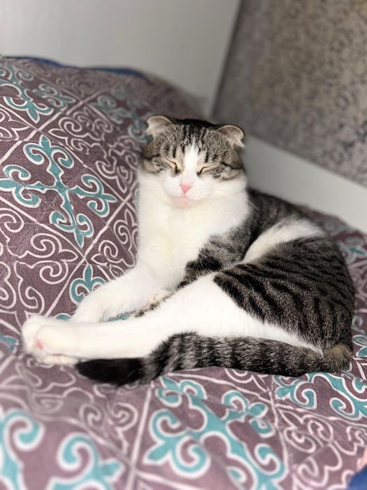 ОТДАМ в добрые руки