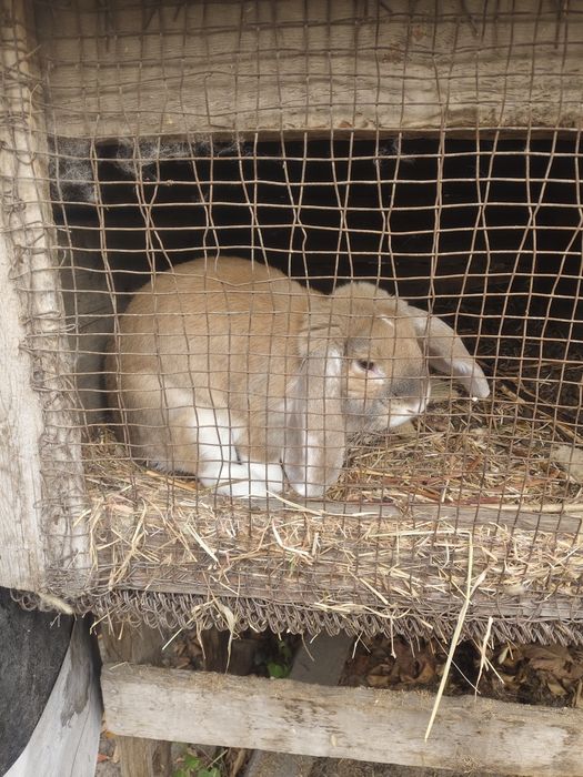 Продам кроликов порода "французский баран"