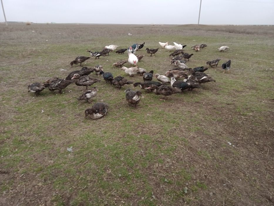 Сатылады индаута немесе тауыққа қойға айр бастаймын