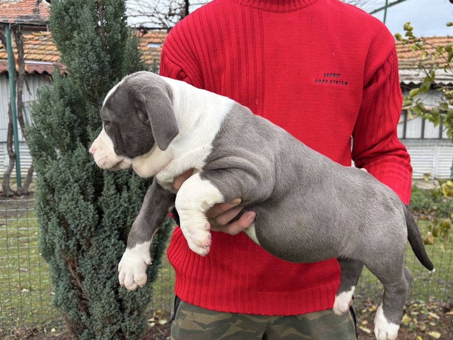 Американско Були Хл