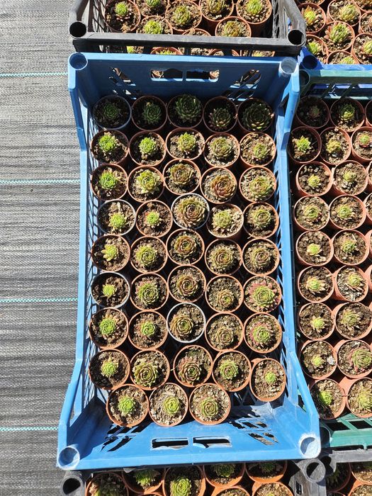 Plante suculente, sempervivum,  pentru mărturii evenimente!
