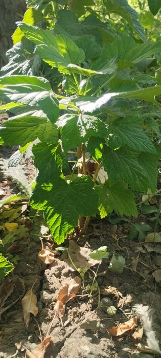 Продам саженцы смородины черной краской и душистой