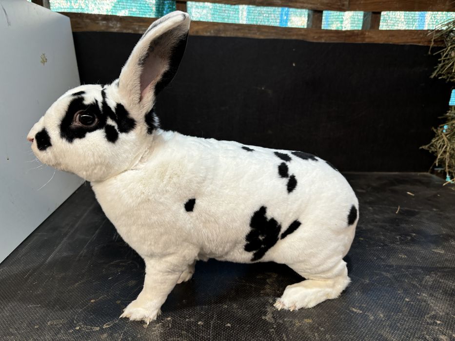 Masculi rex dalmatian