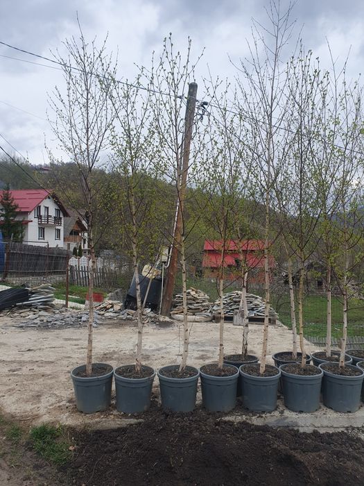Mesteacan alb la ghiveci, mesteacan cu coaja alba, mesteacan decorativ