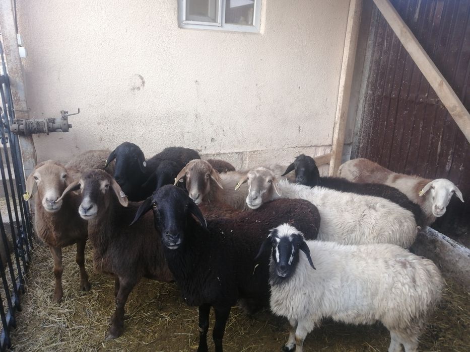 Қои саулык. қои тоқты