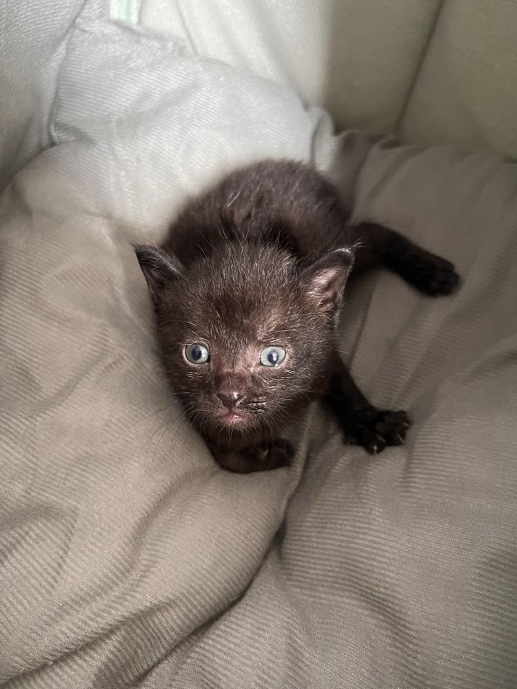 Котенка в добрые руки