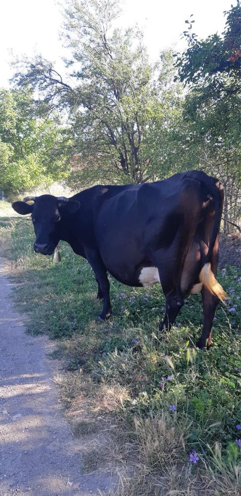 Продавам две крави