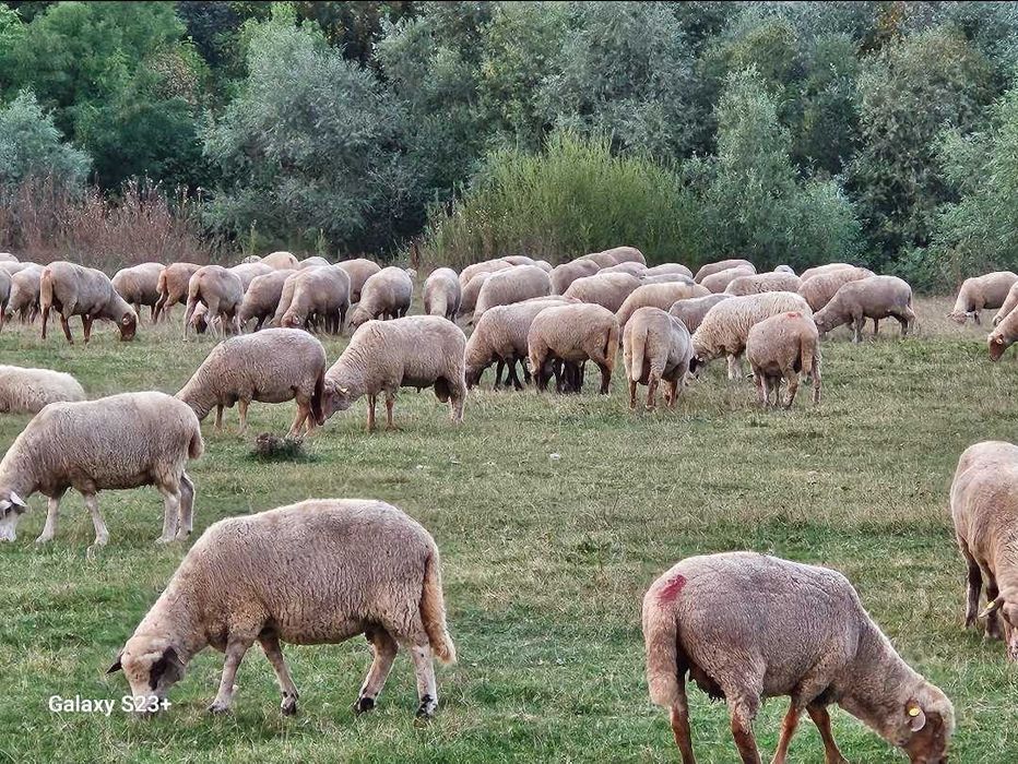 Vand oi țigai rugini(varoșe,birci,tigaie) de ținut