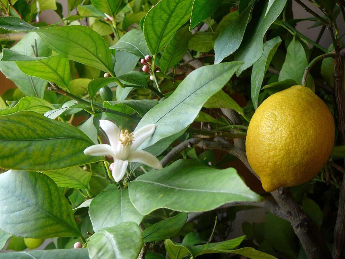 Lămâi / Citrus limon