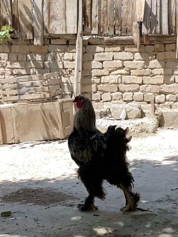 Brama xo’roz sotiladi