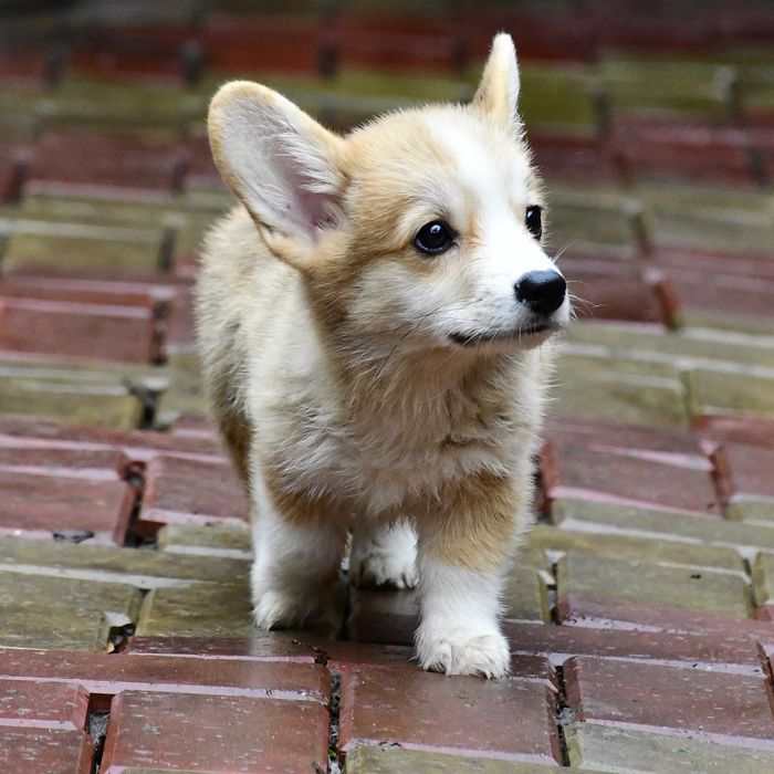 Cățeluș Corgi perfect. Vaccinat, deparazitat, pedigree, microcip