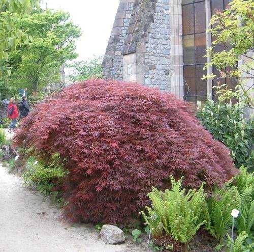 Японски клен\Acer palmatum Atropurpureum (ПРОМОЦИЯ)