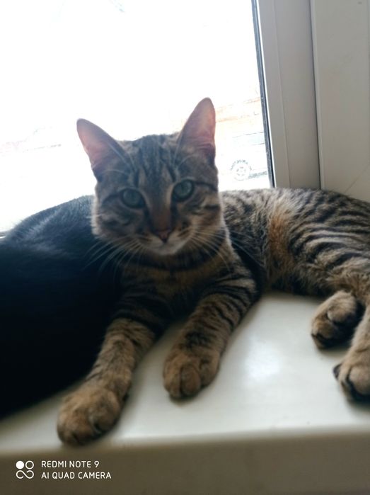 Отдам котика в добрые руки