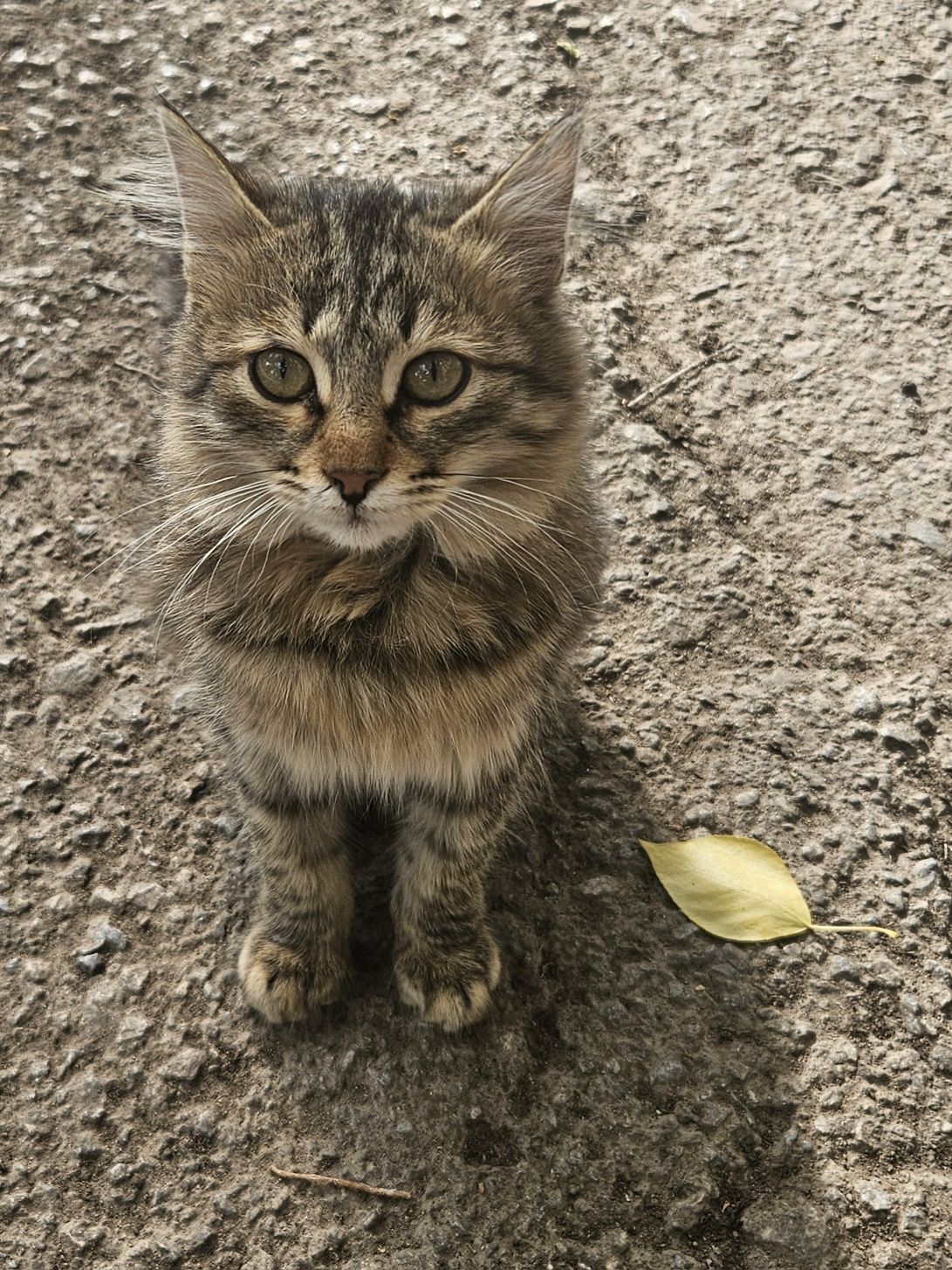 Котёнок ДЕВОЧКА 5 месяцев