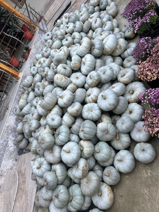 Vand dovleac placintar