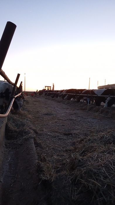 Vaci cu lapte si vitele