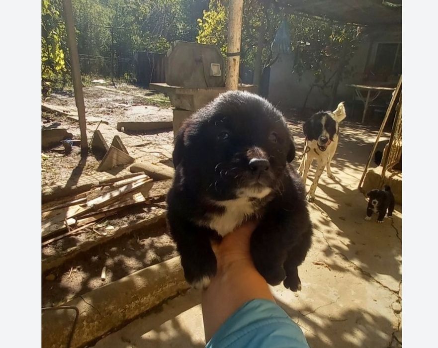 Продавам женско каракачанче на 2 месеца!