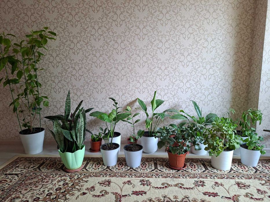 Домашный разные цветы