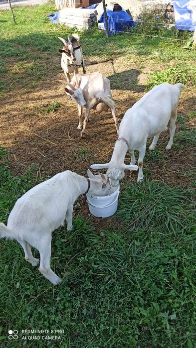 Căprițe Saanen (mama fica și un ied)